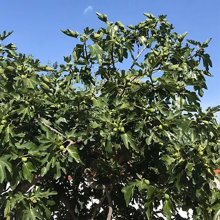 Апартаменты Vale Lunga *