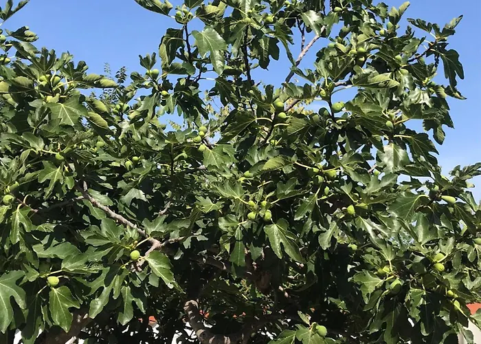 Διαμέρισμα Vale Lunga *